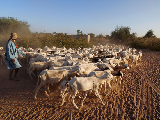 الجفاف فى السنغال - - الرعى فى السنغال (8)