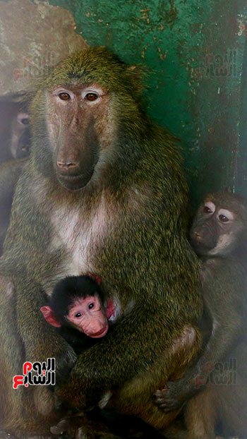 القرود بحديقة الحيوانات