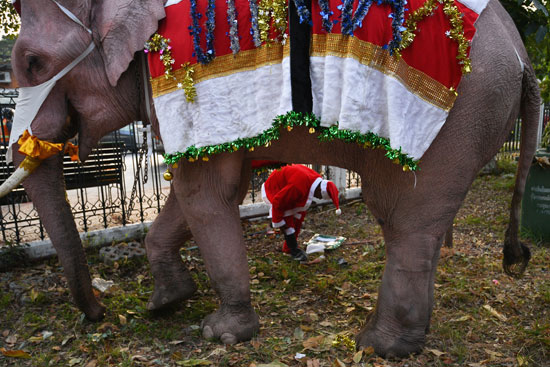 الفيل وهدايا بابا نويل (13)