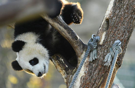 الباندا تتسلق الاشجار