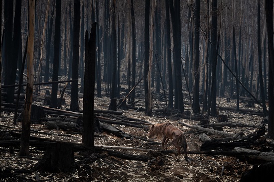 إستراليا تكافح أحد أسوأ مواسم حرائق الغابات في تاريخها