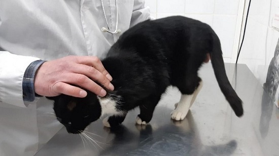 طبيب بيطري يفحص القط الروسي