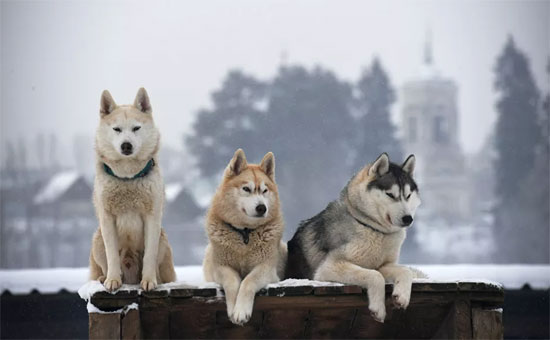 كلاب الهاسكى فى روسيا