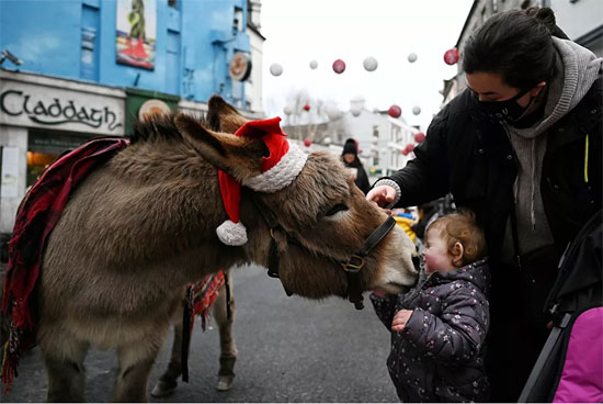 حمار يرتدي قبعة بابا نويل في أحد شوارع أيرلندا