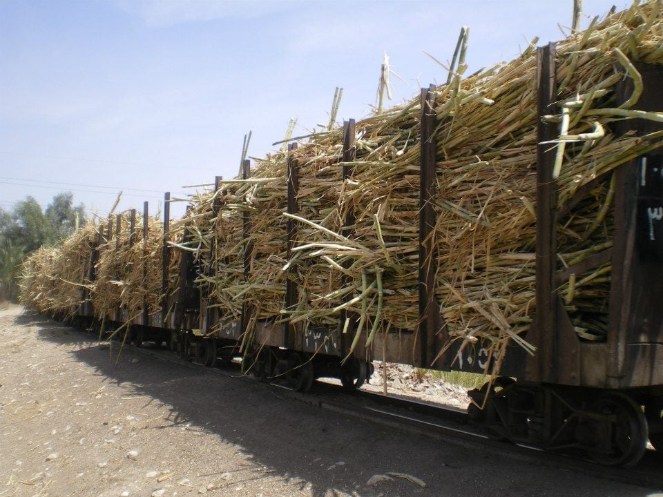 محصول قصب السكر يستعد للكسر والنقل للمصانع بالصعيد