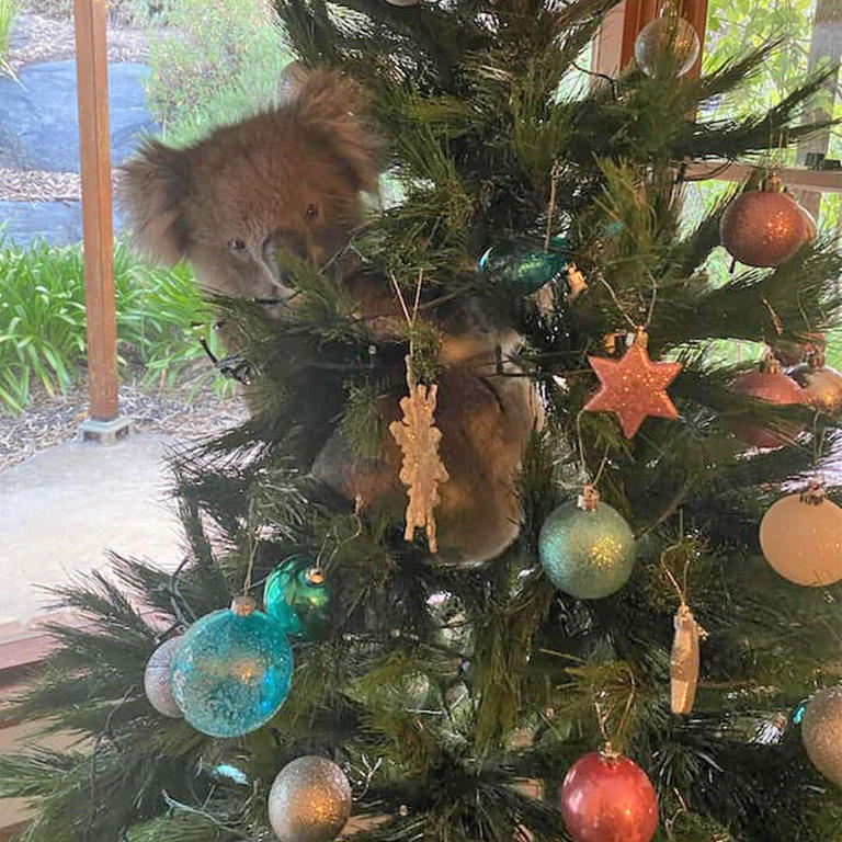 173-162642-australia-christmas-tree-koala-2