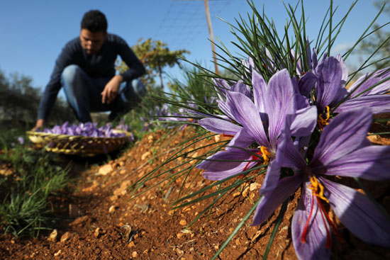 تم إنشاء أول مزرعة نبات الزعفران في الأردن