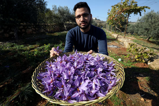 عامل يجمع أزهار الزعفران في أول مزرعة في الأردن