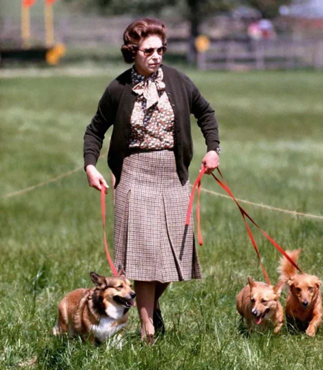 امتلكت الملكة نحو 30 كلبًا
