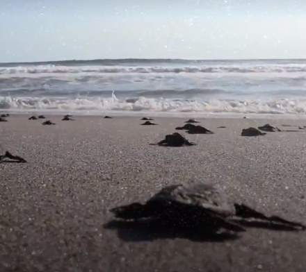 السلاحف البحرية تغزو الشاطئ