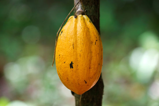 محصول الكاكاو (8)