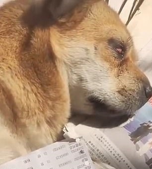 كلب يمكث على الأرض رافضا الطعام والشراب بعد وفاة صاحبه في الصين (2)