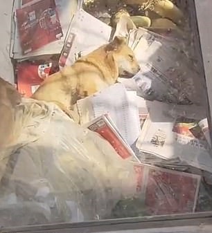 كلب يمكث على الأرض رافضا الطعام والشراب بعد وفاة صاحبه في الصين (1)
