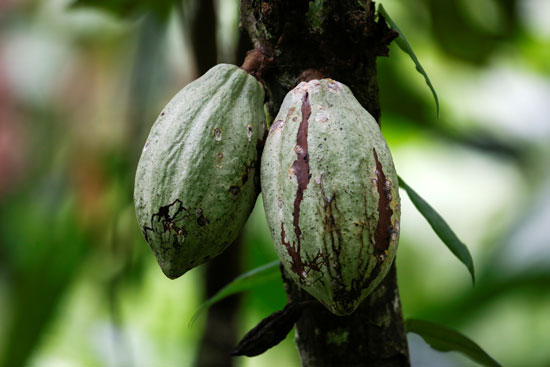 محصول الكاكاو (9)
