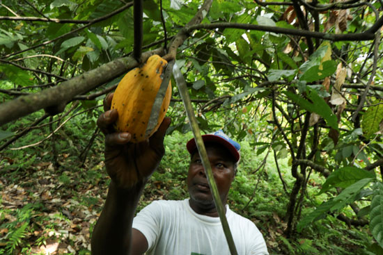 محصول الكاكاو (3)
