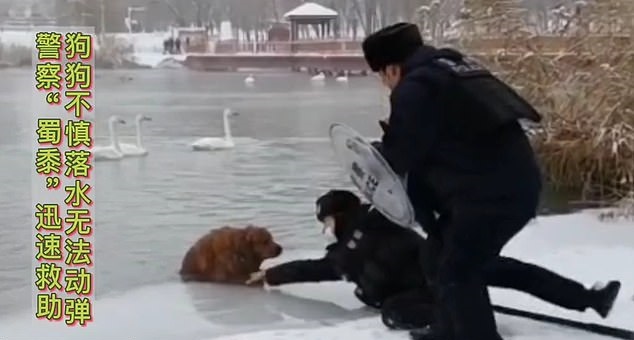 ضابطين ينقذون كلب من بحيرة متجمدة في الصين (2)