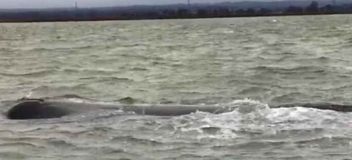 الحوت  فى مصب نهر التايمز