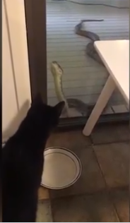 القطة تنظر للثعبان