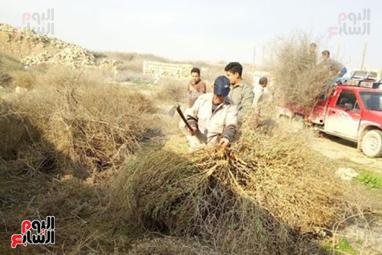 ازالة-الحشائش