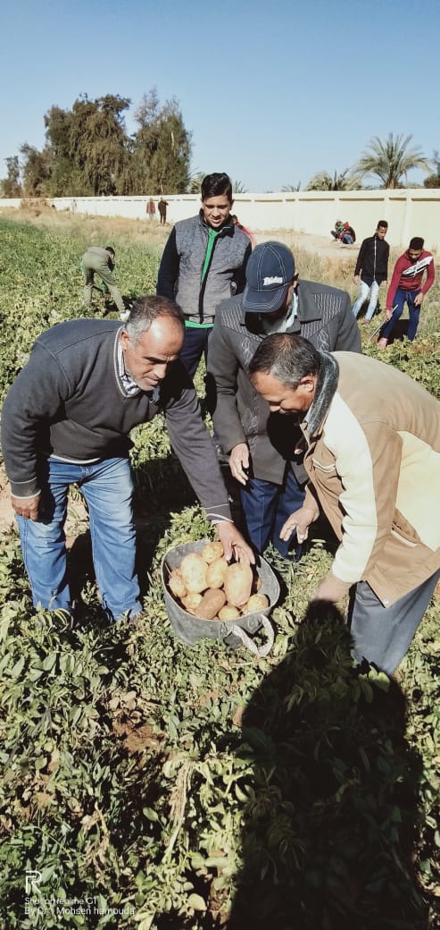 طلاب مدرسة موط الزراعية بالداخلة يحصدون محصول البطاطس بعدزراعتها لأول مرة فى المدرسة  (4)