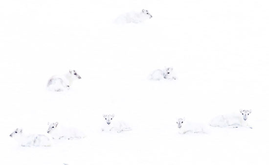 اندماج الحيوانات مع الثلج