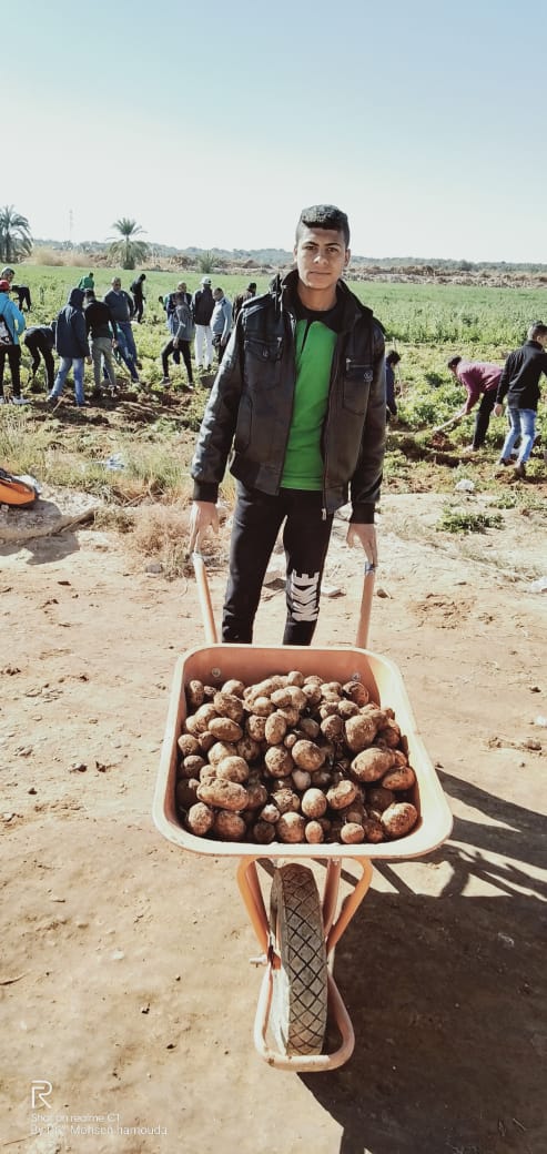 طلاب مدرسة موط الزراعية بالداخلة يحصدون محصول البطاطس بعدزراعتها لأول مرة فى المدرسة  (3)