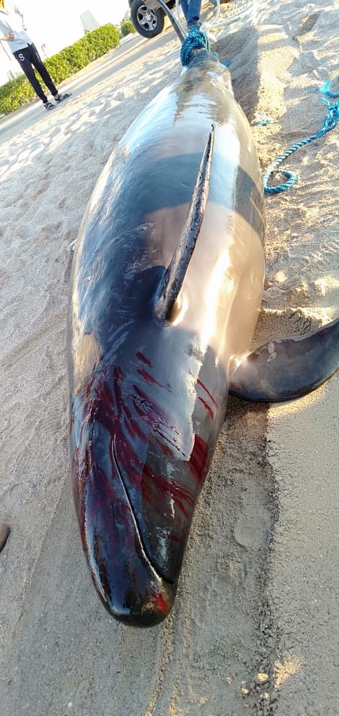 الحوت الكاذب نافق (3)