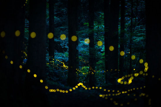 صراصير الليل تطير فى الغابة للمصور اليابانى ماساهيرو هيرويكى