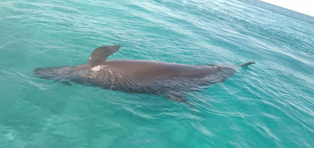 الحوت النافق بساحل الغردقة  (1)