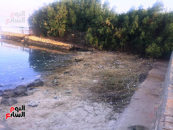 شباب بتحب مصر ينظفون شاطئ بحيرة التمساح بالإسماعيلية (13)