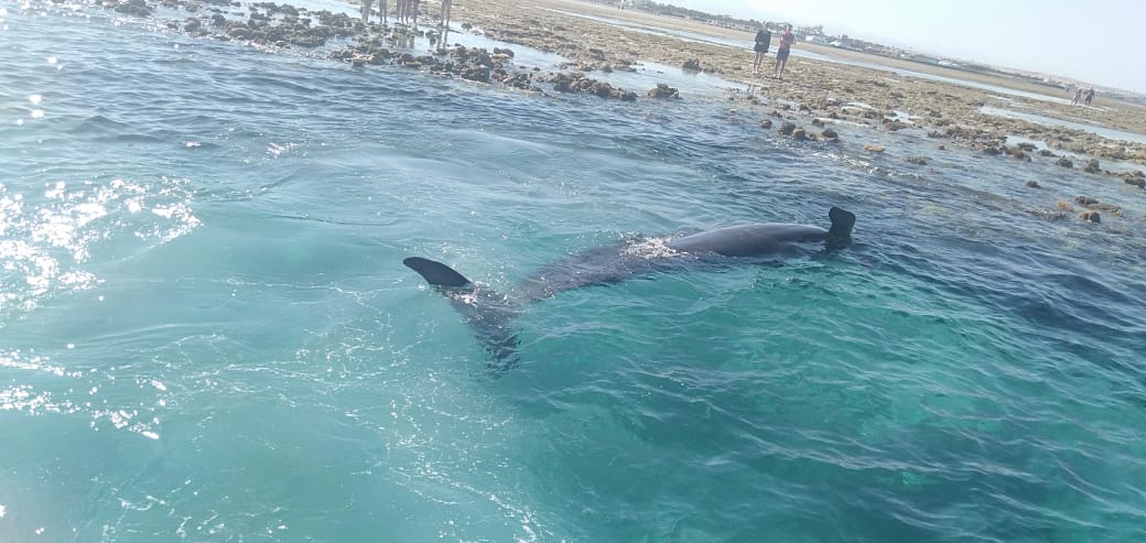 الحوت النافق بساحل الغردقة  (4)