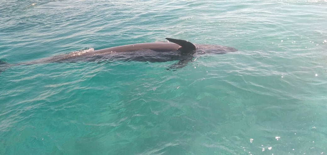 الحوت الكاذب نافق (2)