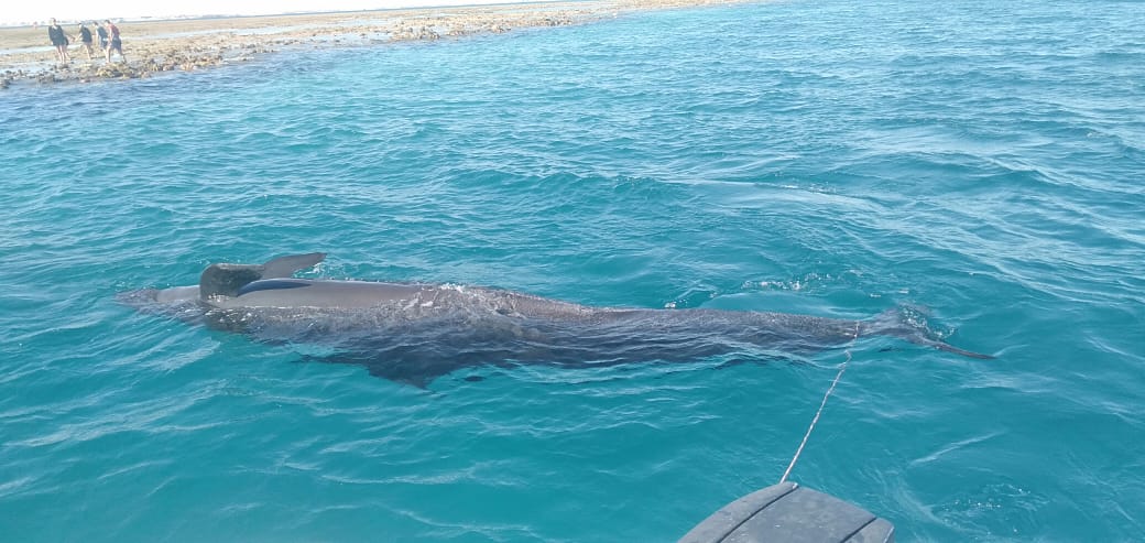 الحوت النافق بساحل الغردقة  (2)