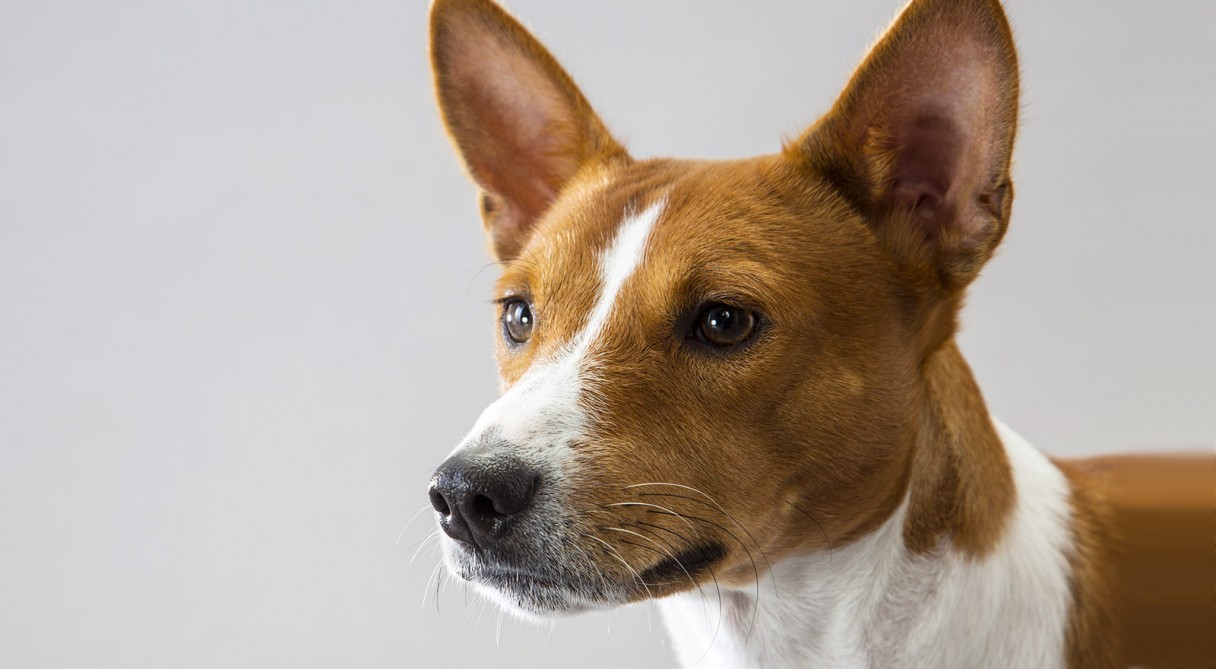 Basenji_hero2