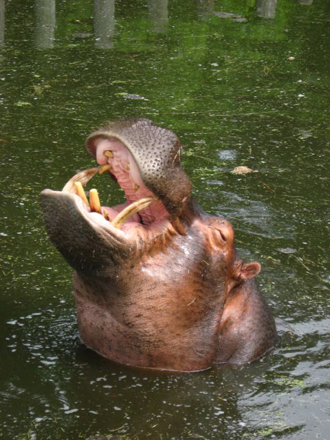 hippopotame-2003