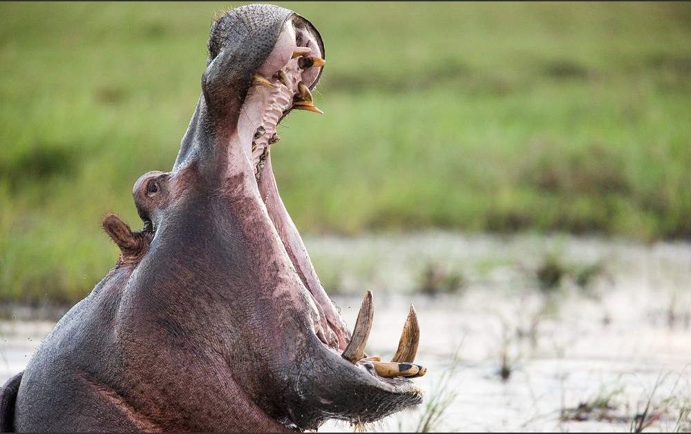 Luangwa-River-Hippo-open-mouth