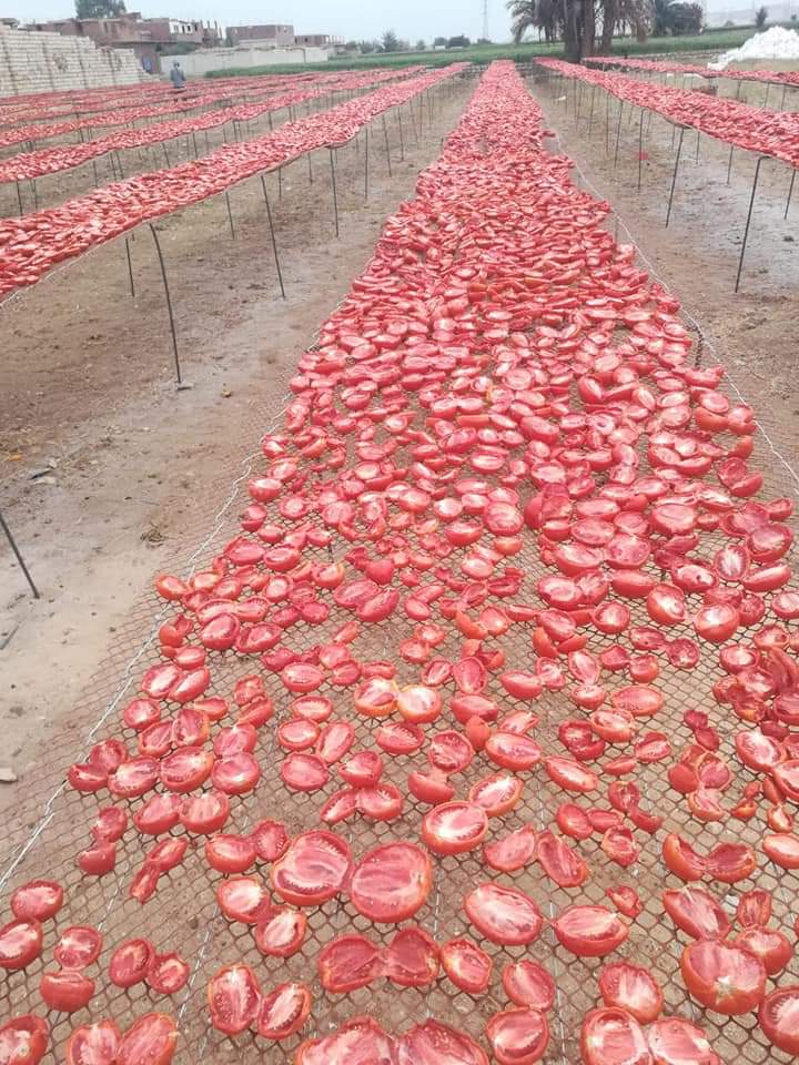 مشروع تجفيف الطماطم  (7)