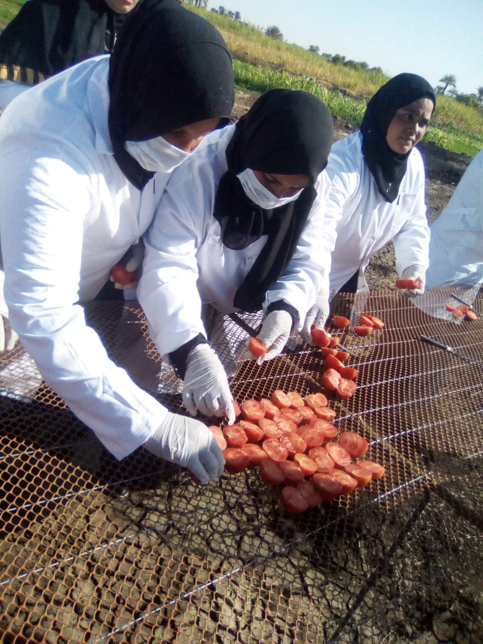 مشروع تجفيف الطماطم  (4)