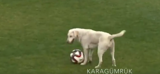 الكلب يخطف الكرة