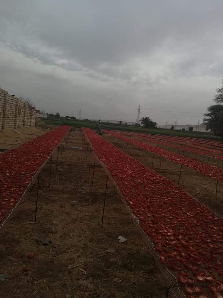 مشروع تجفيف الطماطم  (3)