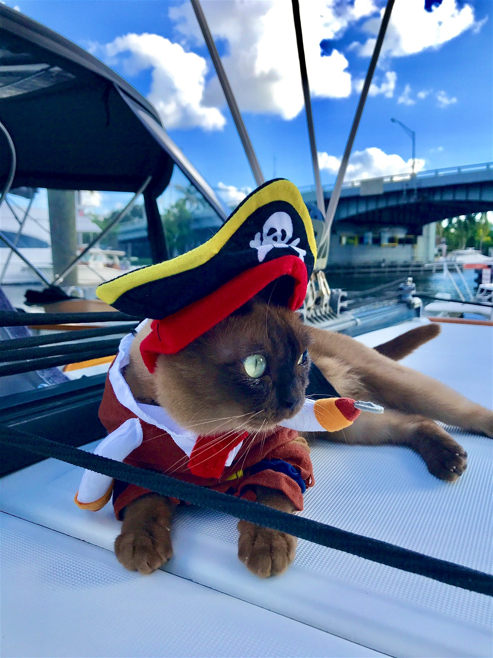 القط فى ملابس قبطان