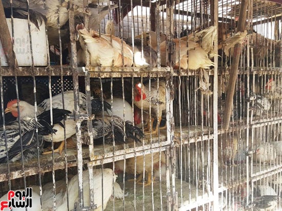 أسواق الطيور والدواجن والذبح بالعادات الخاطئة الضارة بالصحة  (4)