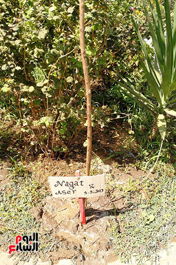 مبادرة جو جرين لنشر التوعية بزراعة الأشجار (21)