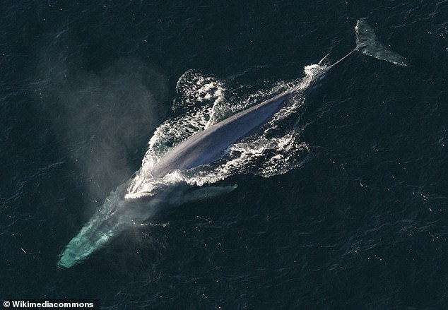 الحوت الأزرق مهدد بالانقراض