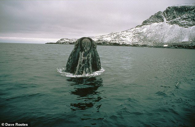 الحوت الأزرق الحيوان الضخم المهدد بالانقراض منذ عقود