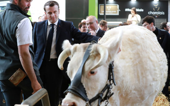 الرئيس الفرنسي إيمانويل ماكرون يلامس بقرة وهو يزور المعرض الدولي السابع والخمسون للزراعة