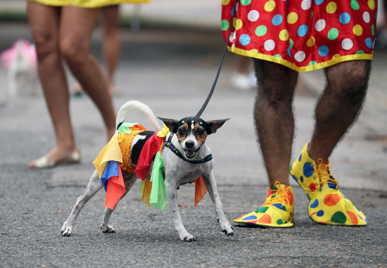 كلب يشارك في كرنفال الكلاب خلال احتفالات الكرنفال في ريو دي جانيرو