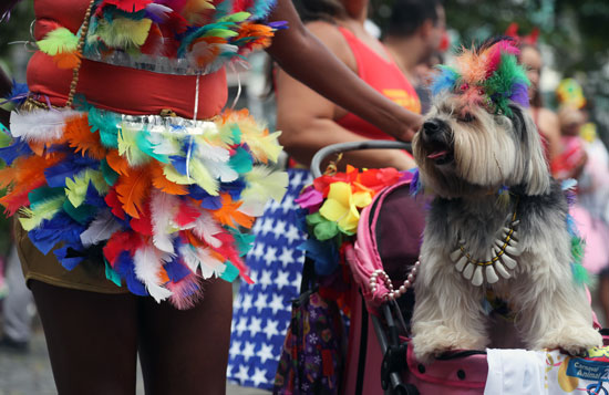 كرنفال الكلاب في ريو دي جانيرو
