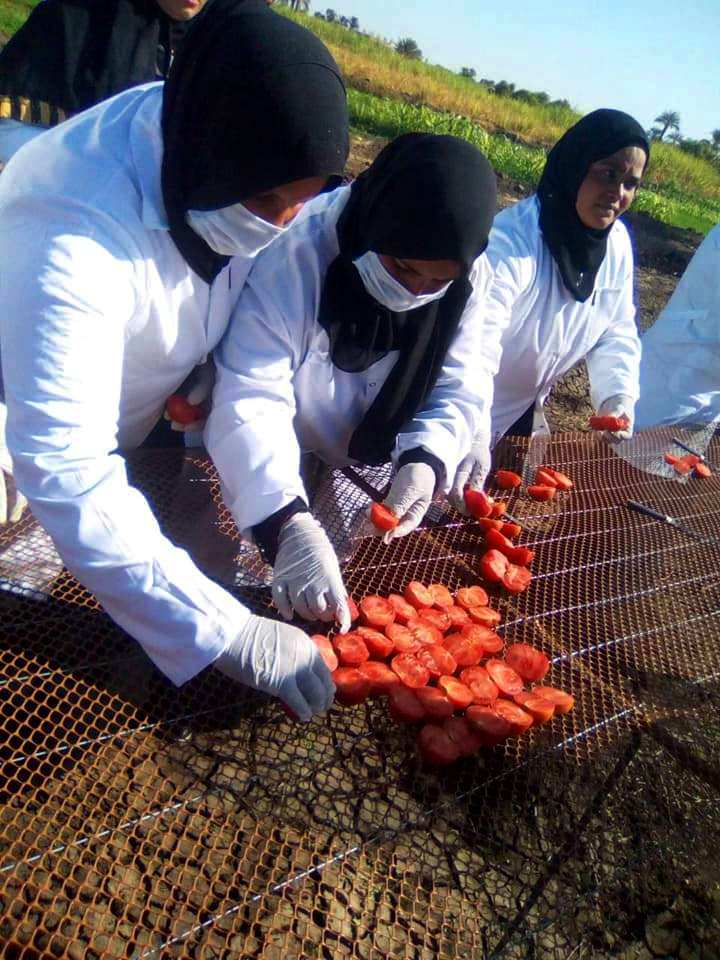 الطماطم المجففة فى قرى الأقصر سحر خاص يربط المزارعين بالأسواق العالمية (20)