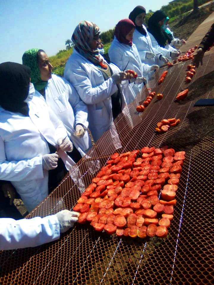 الطماطم المجففة فى قرى الأقصر سحر خاص يربط المزارعين بالأسواق العالمية (28)
